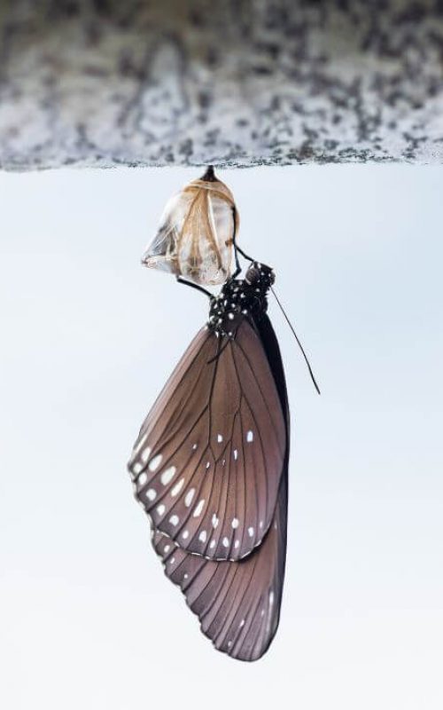 crisalida-mariposa-2